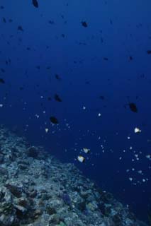 photo, la matire, libre, amnage, dcrivez, photo de la rserve,Poisson qui vole par un torrent, Poisson tropique, Corail, Bleu, plonger