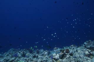 photo,material,free,landscape,picture,stock photo,Creative Commons,Fish flying by a torrent, Tropical fish, Coral, Blue, diving