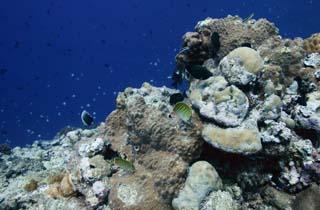 fotografia, materiale, libero il panorama, dipinga, fotografia di scorta,Pesce tropicale, Pesce tropicale, Corallo, , fotografia subacquea