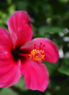 foto,tela,gratis,paisaje,fotografa,idea,Polen de un hibisco, Planta tropical, Hibisco, Pistilo, Estambre