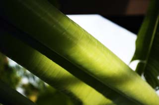 photo,material,free,landscape,picture,stock photo,Creative Commons,A symphony of a banana, banana, leaf, leaf vein, I am green