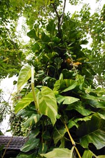 fotografia, materiale, libero il panorama, dipinga, fotografia di scorta,Un selvatico edera-arum, edera-arum, pianta d'appartamento, La giungla, foglia