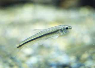 ,  , , ,    ,topmouth gudgeon, , , , 