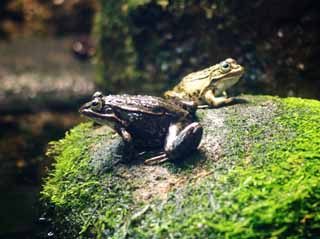 photo,material,free,landscape,picture,stock photo,Creative Commons,Tokyo Dharma frog, , , , 