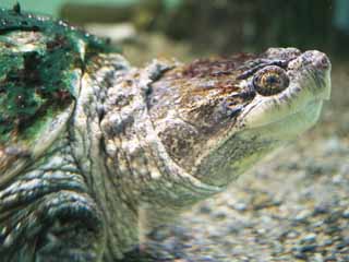 photo,material,free,landscape,picture,stock photo,Creative Commons,Snapping Turtle, , , , 