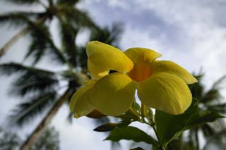 fotografia, materiale, libero il panorama, dipinga, fotografia di scorta,Il cielo di un frangipani, frangipani, Giallo, petalo, 