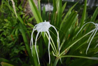 foto,tela,gratis,paisaje,fotografa,idea,Una flor blanca, Blanco, , Ptalo, 