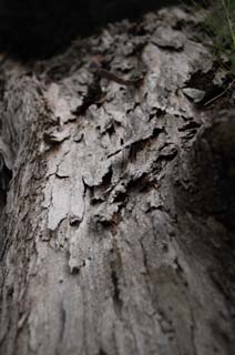 fotografia, materiale, libero il panorama, dipinga, fotografia di scorta,La storia di una corteccia, L'abbaio, corteccia, Wood, albero