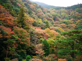 fotografia, materiale, libero il panorama, dipinga, fotografia di scorta,Foglie di autunno in montagna, , , , 