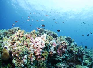 Foto, materiell, befreit, Landschaft, Bild, hat Foto auf Lager,Ein korallenes Riff und tropischer Fisch, korallenes Riff, Fisch, Das Meer, Die Oberflche des Meeres