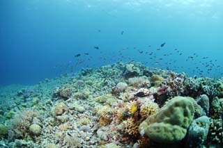 fotografia, materiale, libero il panorama, dipinga, fotografia di scorta,Una scogliera di corallo e pesce tropicale, scogliera di corallo, pesce, Il mare, La superficie del mare