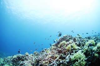 photo, la matire, libre, amnage, dcrivez, photo de la rserve,Un rcif corail et poisson tropique, rcif corail, poisson, La mer, La surface de la mer