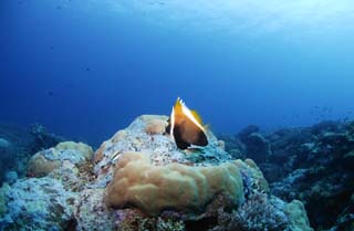 photo, la matire, libre, amnage, dcrivez, photo de la rserve,Un rcif corail et poisson tropique, rcif corail, poisson, La mer, La surface de la mer