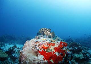 fotografia, materiale, libero il panorama, dipinga, fotografia di scorta,Una scogliera di corallo e pesce tropicale, scogliera di corallo, pesce, Il mare, La superficie del mare