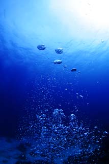 photo, la matire, libre, amnage, dcrivez, photo de la rserve,Une bulle d'une plante indigo, Bleu, bulle, Eau, La surface de la mer
