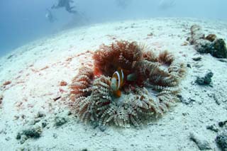 Foto, materiell, befreit, Landschaft, Bild, hat Foto auf Lager,Ein Anemonenfisch, , Fisch, Nimmo, Anemonenfisch