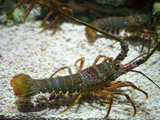 photo,material,free,landscape,picture,stock photo,Creative Commons,Spiny lobster, , , , 