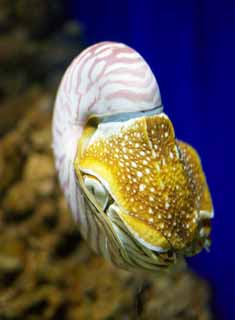 ,,, ,,,Nautilus, , , , 