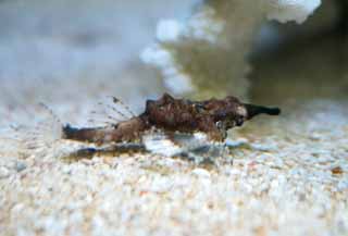 photo,material,free,landscape,picture,stock photo,Creative Commons,Umijikusa proboscis, , , , 