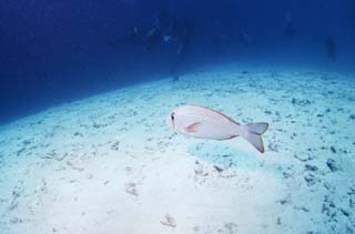 fotografia, materiale, libero il panorama, dipinga, fotografia di scorta,Un tuffatore ed un comune marittimo, sebream, pesce, tuffandosi, area sabbiosa