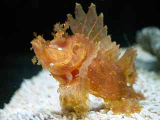 , , , , ,  .,  Pterois volitans, , , , 