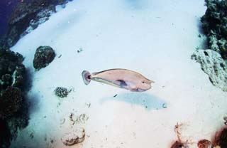 photo,material,free,landscape,picture,stock photo,Creative Commons,A fish and eye contact, Palau, fish, diving, sandy area