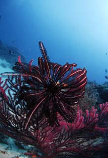 photo,material,free,landscape,picture,stock photo,Creative Commons,A feather star, , feather star, diving, In the sea