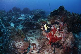 fotografia, materiale, libero il panorama, dipinga, fotografia di scorta,Ti di Tsunoda, Tsunodti, pesce, tuffandosi, Corallo