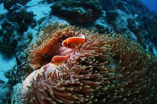 photo, la matire, libre, amnage, dcrivez, photo de la rserve,Une anmone de mer et un poisson de l'anmone, poisson de l'anmone, seanemone, Nimmo, Corail