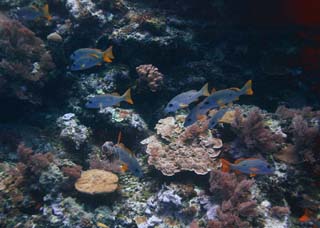 photo, la matire, libre, amnage, dcrivez, photo de la rserve,Un rcif corail et poisson tropique, Poisson tropique, , Corail, 