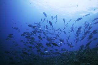 photo,material,free,landscape,picture,stock photo,Creative Commons,A school of horse mackerels, horse mackerel, , , Coral