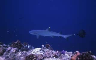 photo, la matire, libre, amnage, dcrivez, photo de la rserve,Le dcor qu'il y a un requin, requin, , , Corail