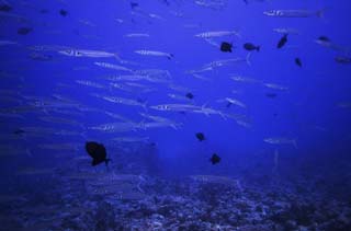 Foto, materiell, befreit, Landschaft, Bild, hat Foto auf Lager,Eine Schule des Fisches, Menge, Fisch, Augapfel, Koralle