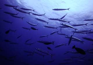 photo, la matire, libre, amnage, dcrivez, photo de la rserve,Une cole de poisson, foule, poisson, globe de l'oeil, Corail