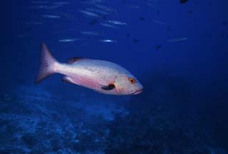 photo,material,free,landscape,picture,stock photo,Creative Commons,A Thai friend, sebream, , , Coral