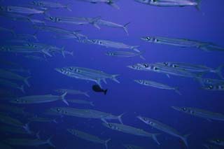 fotografia, materiale, libero il panorama, dipinga, fotografia di scorta,Una scuola di pesce, folla, pesce, bulbo oculare, Corallo