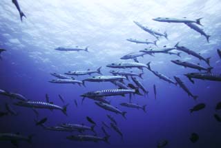 fotografia, materiale, libero il panorama, dipinga, fotografia di scorta,Una scuola di barracuda, barracuda, Grande barracuda, Scuola di pesce, Il mare