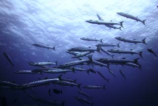 fotografia, materiale, libero il panorama, dipinga, fotografia di scorta,Una scuola di barracuda, barracuda, Grande barracuda, Scuola di pesce, Il mare