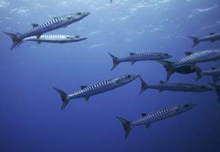 photo,material,free,landscape,picture,stock photo,Creative Commons,A school of barracuda, barracuda, Great barracuda, School of fish, The sea