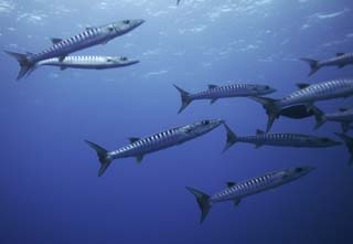 photo,material,free,landscape,picture,stock photo,Creative Commons,A school of barracuda, barracuda, Great barracuda, School of fish, The sea