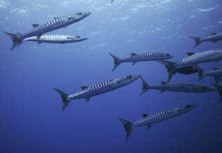 Foto, materiell, befreit, Landschaft, Bild, hat Foto auf Lager,Eine Schule fr barracuda, barracuda, Groer barracuda, Die Schule des Fisches, Das Meer