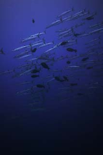 foto,tela,gratis,paisaje,fotografa,idea,Una barracuda del mar hondo, Barracuda, Fenomenal barracuda, Banco de peces, El mar