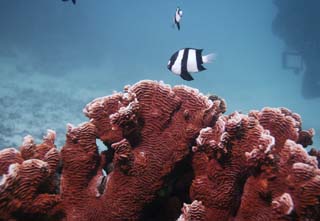 fotografia, materiale, libero il panorama, dipinga, fotografia di scorta,Corallo e pesce tropicale, Pesce tropicale, , Corallo, 