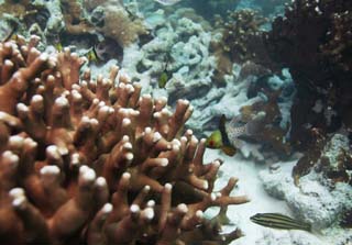 fotografia, materiale, libero il panorama, dipinga, fotografia di scorta,Corallo e pesce tropicale, Pesce tropicale, , Corallo, 