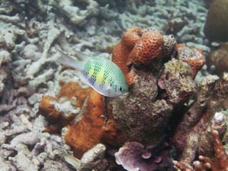 fotografia, materiale, libero il panorama, dipinga, fotografia di scorta,Corallo e pesce tropicale, Pesce tropicale, , Corallo, 