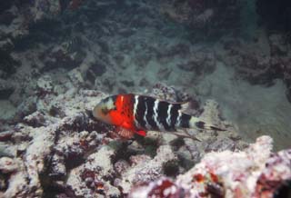 Foto, materiell, befreit, Landschaft, Bild, hat Foto auf Lager,Korallener und tropischer Fisch, Tropischer Fisch, , Koralle, 