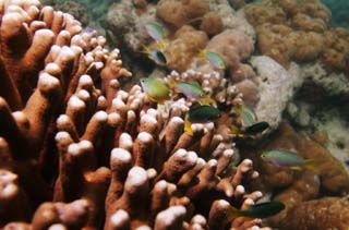 fotografia, materiale, libero il panorama, dipinga, fotografia di scorta,Corallo e pesce tropicale, Pesce tropicale, , Corallo, 