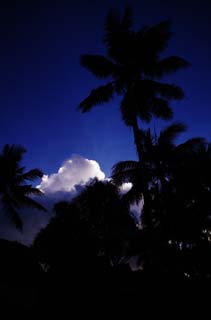 foto,tela,gratis,paisaje,fotografa,idea,Nube y Lasi que puede brillar, Cocotero, Nube, Lasi, Cielo azul