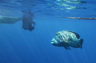 photo, la matire, libre, amnage, dcrivez, photo de la rserve,Une runion, bateau, Poisson tropique, Napolon poisson, La mer