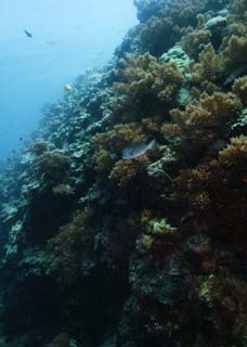 fotografia, materiale, libero il panorama, dipinga, fotografia di scorta,Una rupe subacquea, pesce, Corallo, , rupe